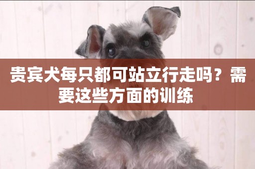 貴賓犬每只都可站立行走嗎？需要這些方面的訓練 