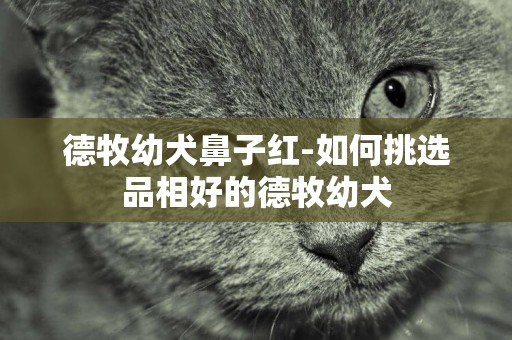 德牧幼犬鼻子紅-如何挑選品相好的德牧幼犬