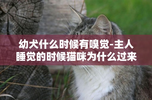 幼犬什么時候有嗅覺-主人睡覺的時候貓咪為什么過來嗅一嗅