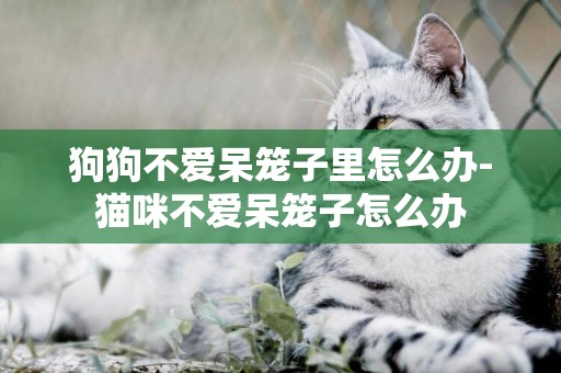 狗狗不愛呆籠子里怎么辦-貓咪不愛呆籠子怎么辦