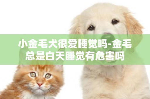 小金毛犬很愛睡覺嗎-金毛總是白天睡覺有危害嗎