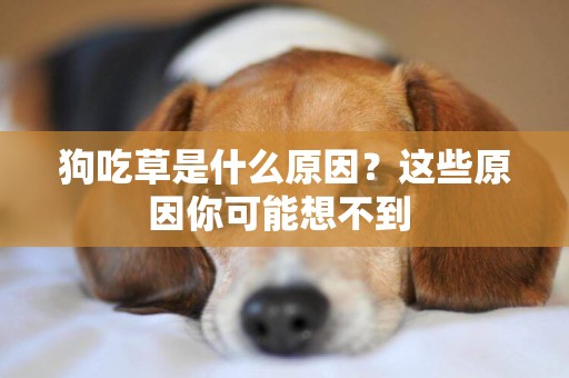 狗吃草是什么原因？這些原因你可能想不到 