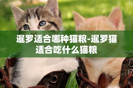 暹羅適合哪種貓糧-暹羅貓適合吃什么貓糧