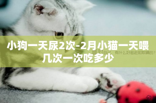 小狗一天尿2次-2月小貓一天喂幾次一次吃多少
