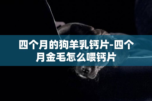 四個月的狗羊乳鈣片-四個月金毛怎么喂鈣片