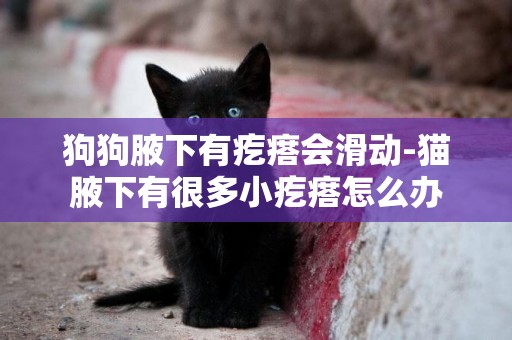 狗狗腋下有疙瘩會滑動-貓腋下有很多小疙瘩怎么辦