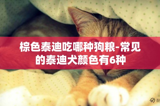 棕色泰迪吃哪種狗糧-常見的泰迪犬顏色有6種