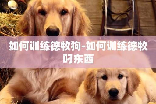 如何訓練德牧狗-如何訓練德牧叼東西