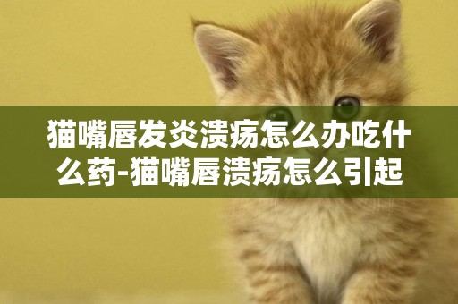 貓嘴唇發炎潰瘍怎么辦吃什么藥-貓嘴唇潰瘍怎么引起的