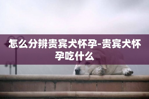 怎么分辨貴賓犬懷孕-貴賓犬懷孕吃什么