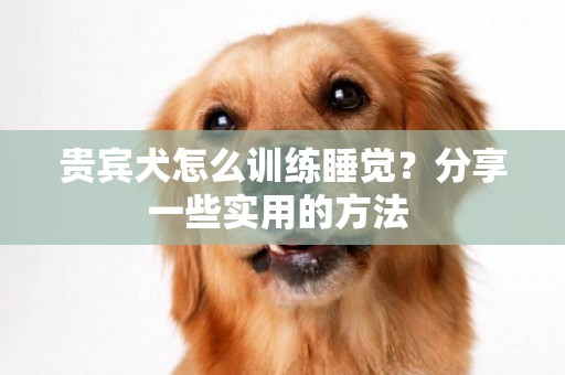 貴賓犬怎么訓練睡覺？分享一些實用的方法 