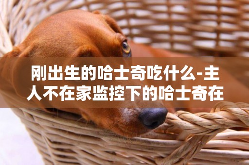 剛出生的哈士奇吃什么-主人不在家監控下的哈士奇在干什么