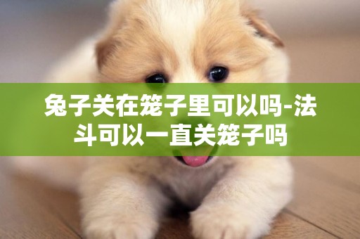 兔子關在籠子里可以嗎-法斗可以一直關籠子嗎