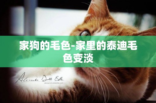 家狗的毛色-家里的泰迪毛色變淡