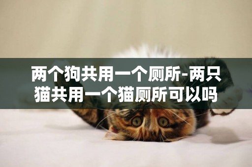 兩個狗共用一個廁所-兩只貓共用一個貓廁所可以嗎