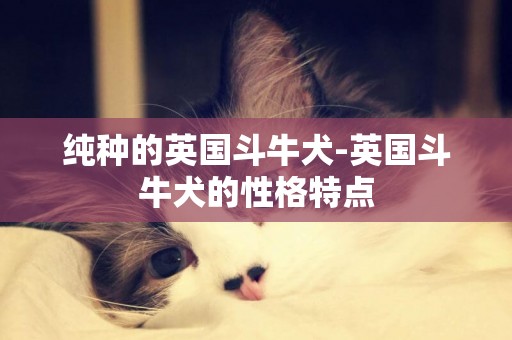 純種的英國斗牛犬-英國斗牛犬的性格特點
