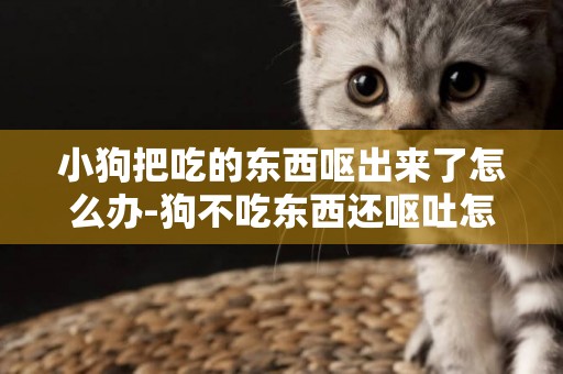 小狗把吃的東西嘔出來了怎么辦-狗不吃東西還嘔吐怎么辦