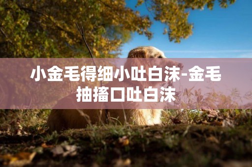 小金毛得細小吐白沫-金毛抽搐口吐白沫