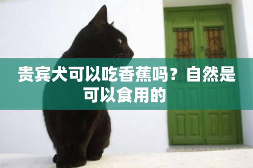 貴賓犬可以吃香蕉嗎？自然是可以食用的 