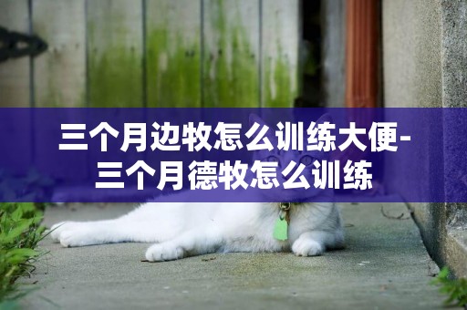 三個月邊牧怎么訓練大便-三個月德牧怎么訓練