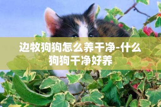 邊牧狗狗怎么養干凈-什么狗狗干凈好養