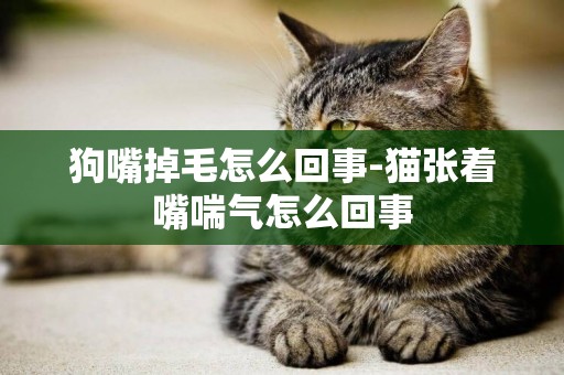 狗嘴掉毛怎么回事-貓張著嘴喘氣怎么回事