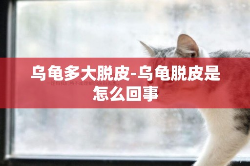 烏龜多大脫皮-烏龜脫皮是怎么回事