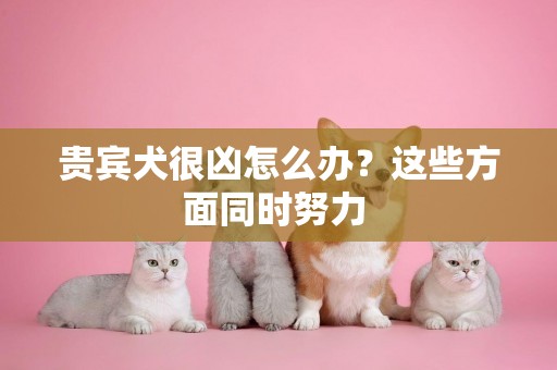 貴賓犬很兇怎么辦？這些方面同時努力 