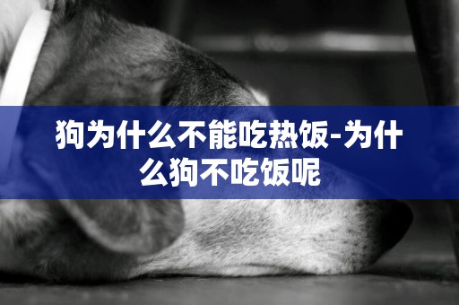 狗為什么不能吃熱飯-為什么狗不吃飯呢