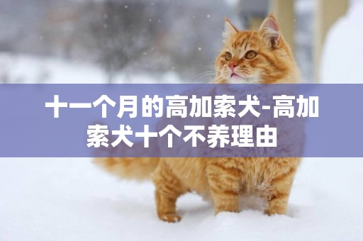 十一個月的高加索犬-高加索犬十個不養理由