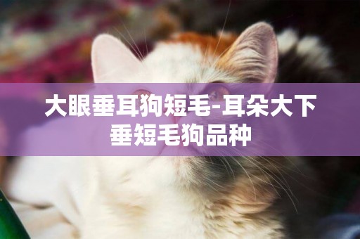 大眼垂耳狗短毛-耳朵大下垂短毛狗品種