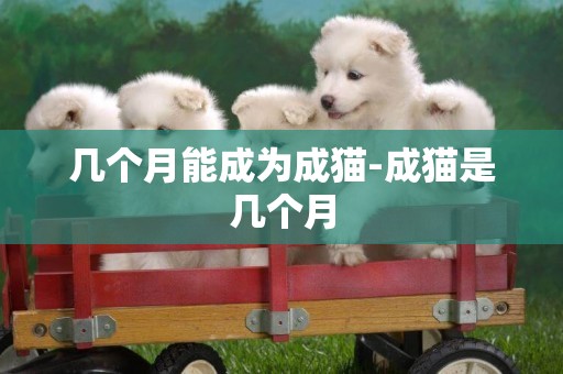 幾個月能成為成貓-成貓是幾個月