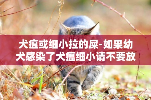 犬瘟或細小拉的屎-如果幼犬感染了犬瘟細小請不要放棄