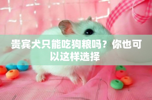 貴賓犬只能吃狗糧嗎？你也可以這樣選擇 