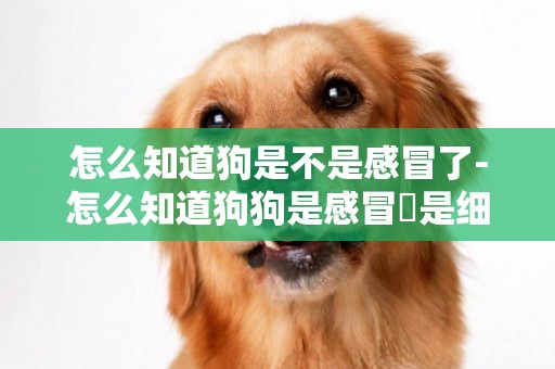 怎么知道狗是不是感冒了-怎么知道狗狗是感冒還是細小