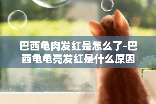 巴西龜肉發紅是怎么了-巴西龜龜殼發紅是什么原因