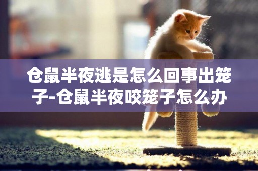 倉鼠半夜逃是怎么回事出籠子-倉鼠半夜咬籠子怎么辦