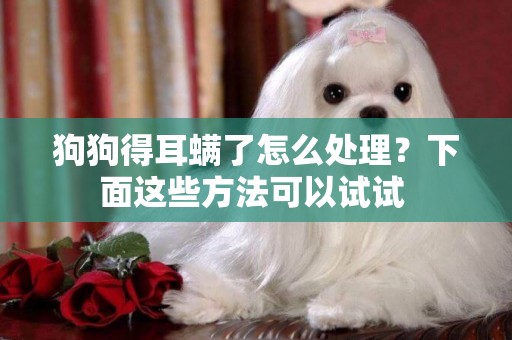 狗狗得耳螨了怎么處理？下面這些方法可以試試 