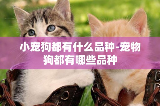 小寵狗都有什么品種-寵物狗都有哪些品種