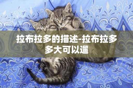 拉布拉多的描述-拉布拉多多大可以遛