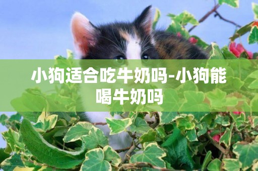 小狗適合吃牛奶嗎-小狗能喝牛奶嗎