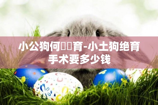 小公狗何時節育-小土狗絕育手術要多少錢
