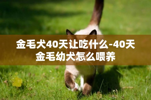 金毛犬40天讓吃什么-40天金毛幼犬怎么喂養