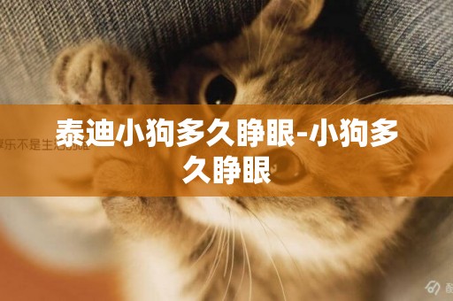 泰迪小狗多久睜眼-小狗多久睜眼