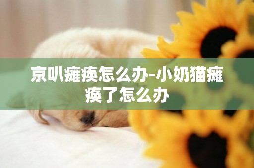 京叭癱瘓怎么辦-小奶貓癱瘓了怎么辦