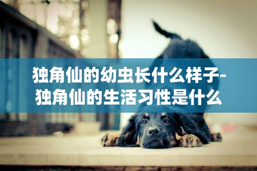 獨角仙的幼蟲長什么樣子-獨角仙的生活習性是什么