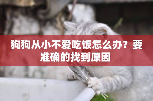 狗狗從小不愛吃飯怎么辦？要準確的找到原因 