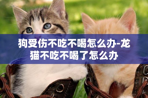 狗受傷不吃不喝怎么辦-龍貓不吃不喝了怎么辦