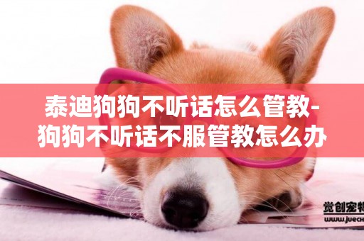 泰迪狗狗不聽話怎么管教-狗狗不聽話不服管教怎么辦