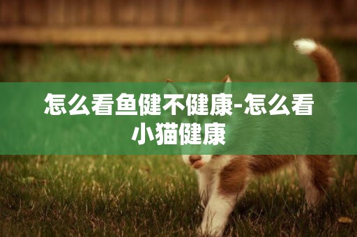 怎么看魚健不健康-怎么看小貓健康